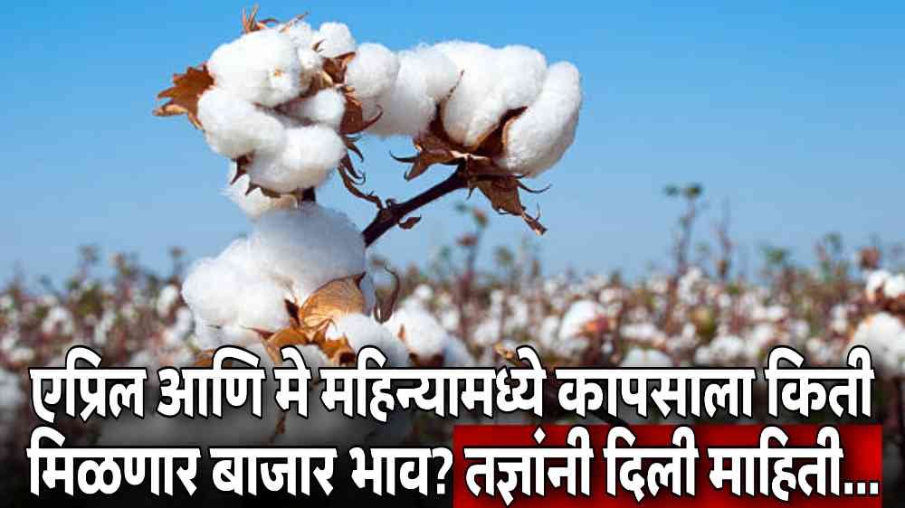 Cotton Market News