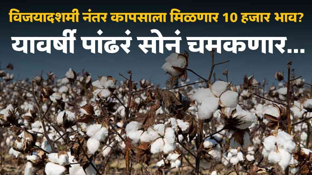 Cotton Market News