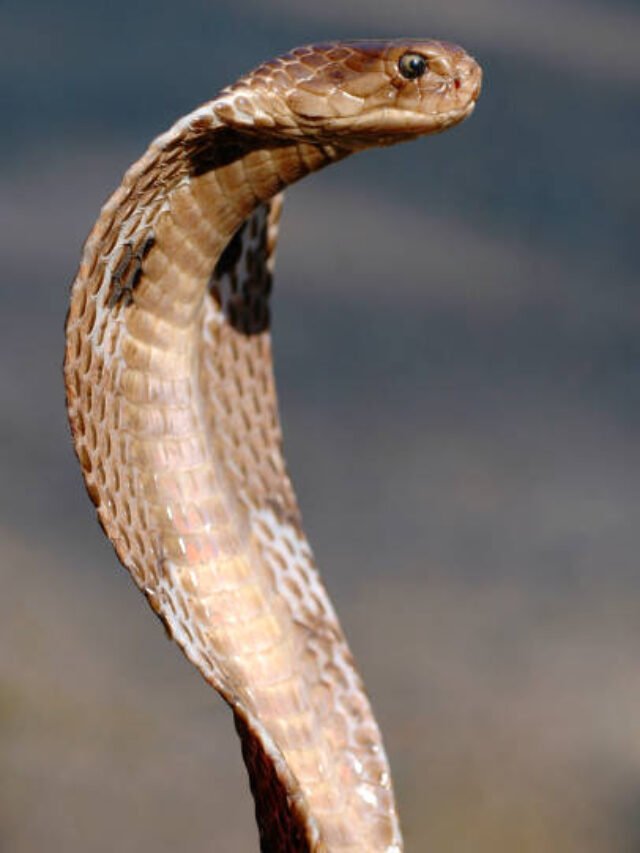snake