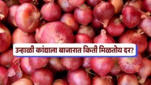 Kanda Bajar Bhav