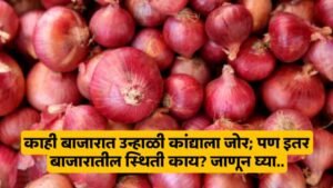 Kanda Bajar Bhav