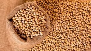 Free Soybean Seed Scheme 2025