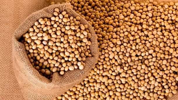 Free Soybean Seed Scheme 2025