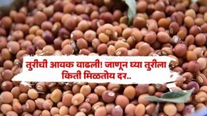 Tur Bajar Bhav