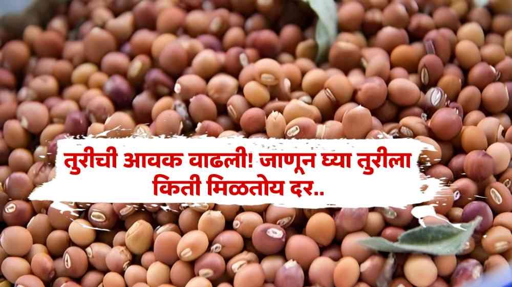 Tur Bajar Bhav