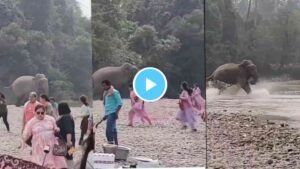Elephant Viral Video