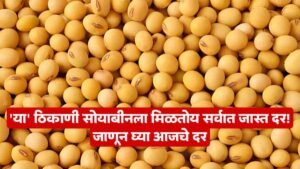 Soyabean Rate Today