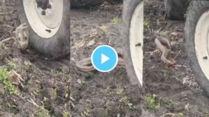 Snake Viral Video