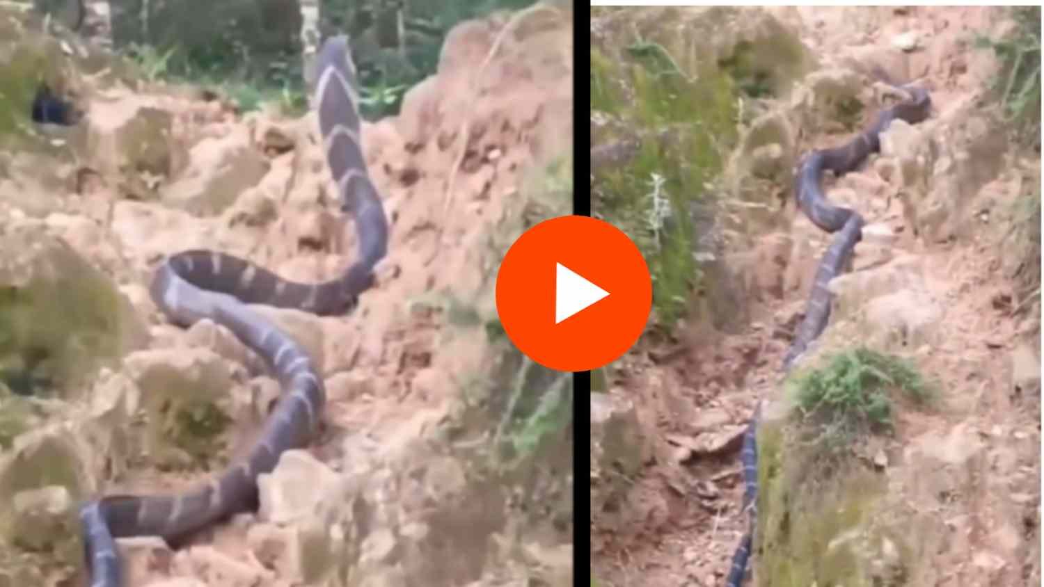 Viral Cobra Video