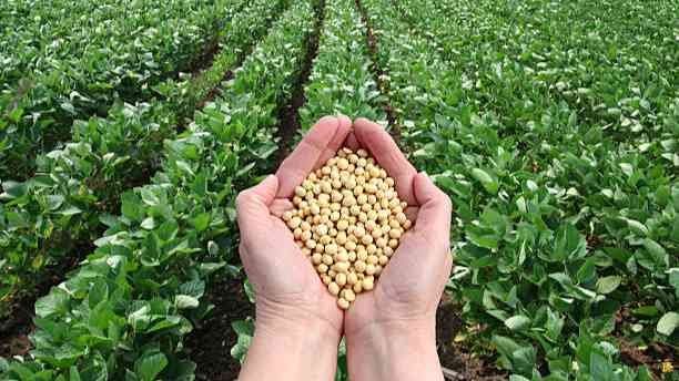 Soybean Farmers News