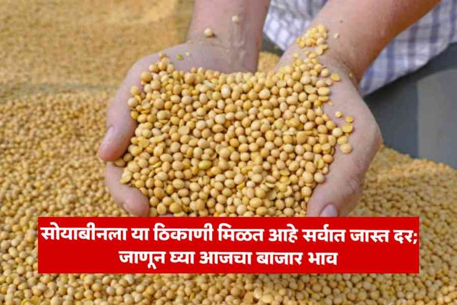 Soybean Bajar Bhav