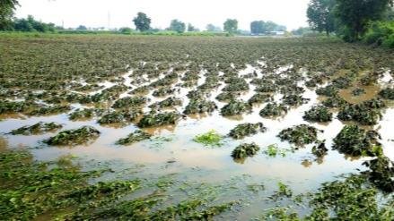 Agriculture Compensation News