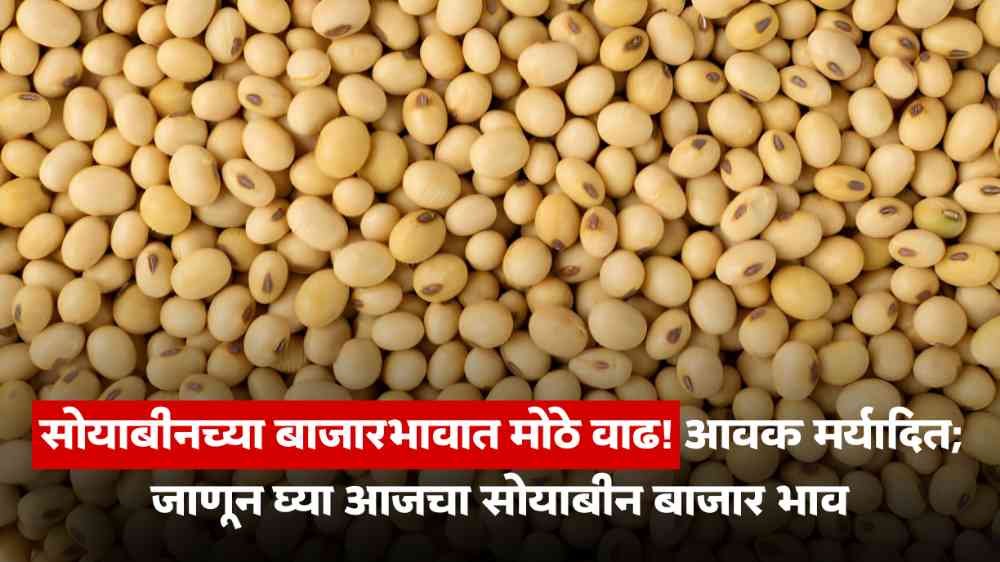 Soybean Rate Today