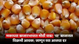 Maize Market Price