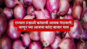 Kanda Bajar Bhav