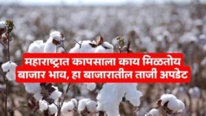 Cotton market price
