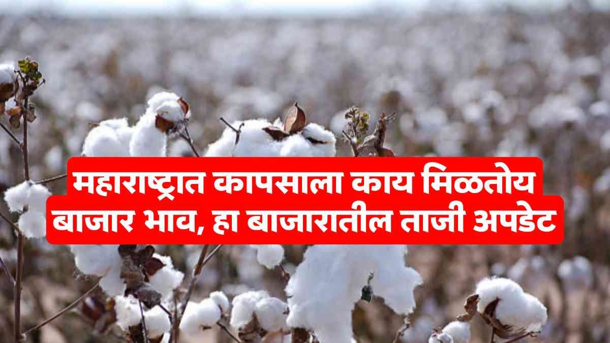 Cotton market price