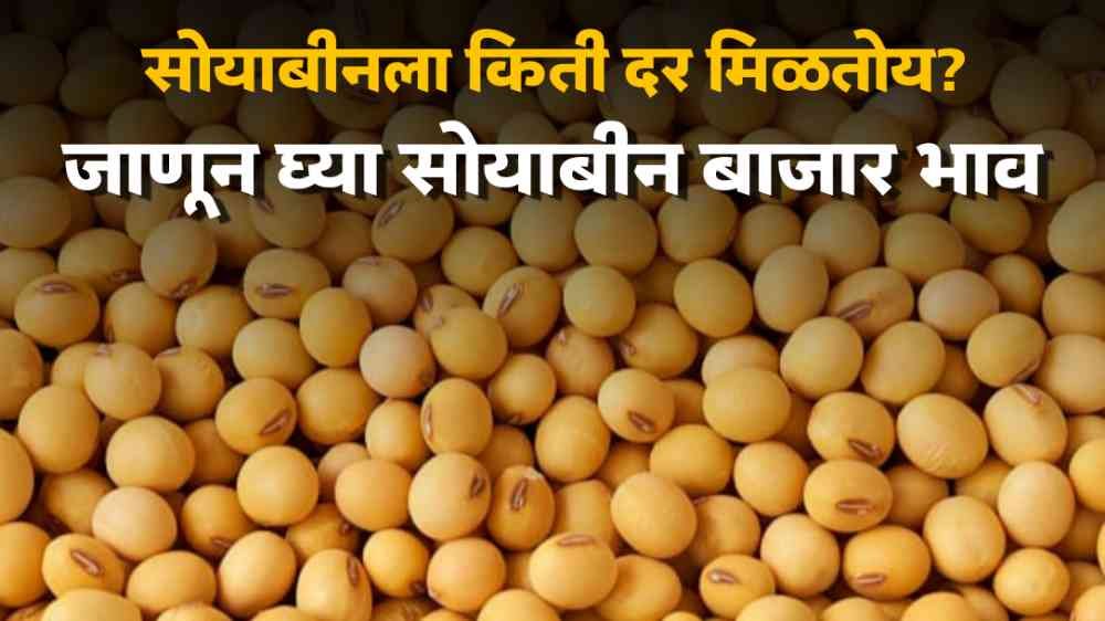 Soybean Bajar Bhav