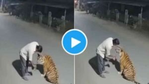 Viral Video Of Tiger
