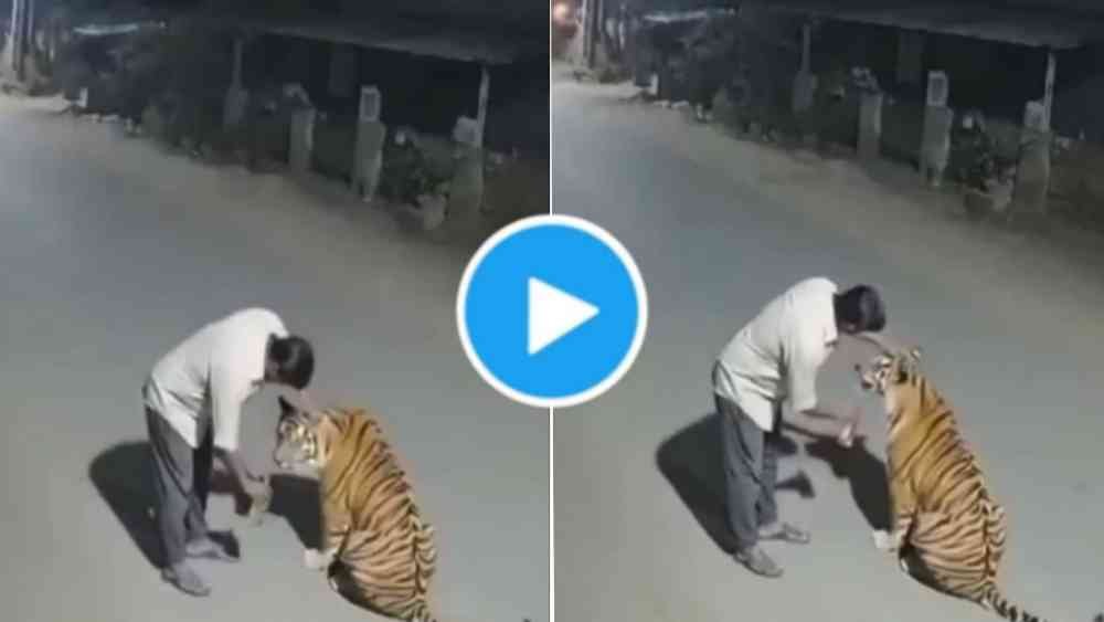 Viral Video Of Tiger