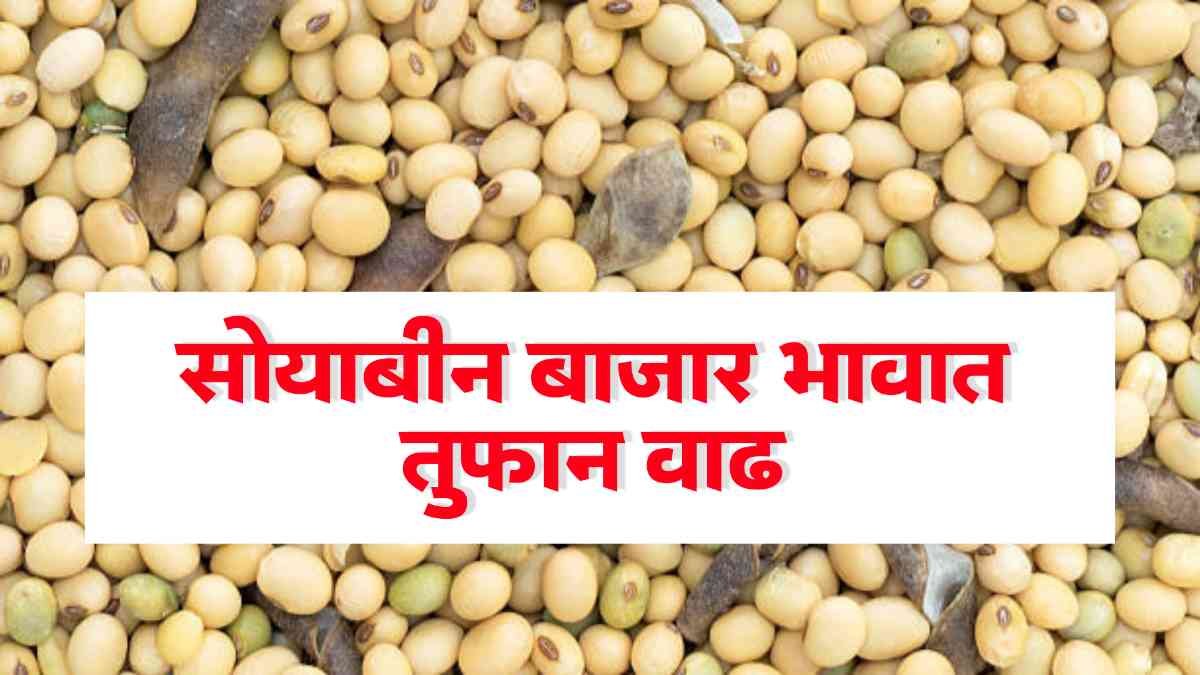 Soybean Market Price