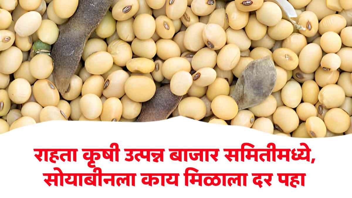 Soybean Market Price