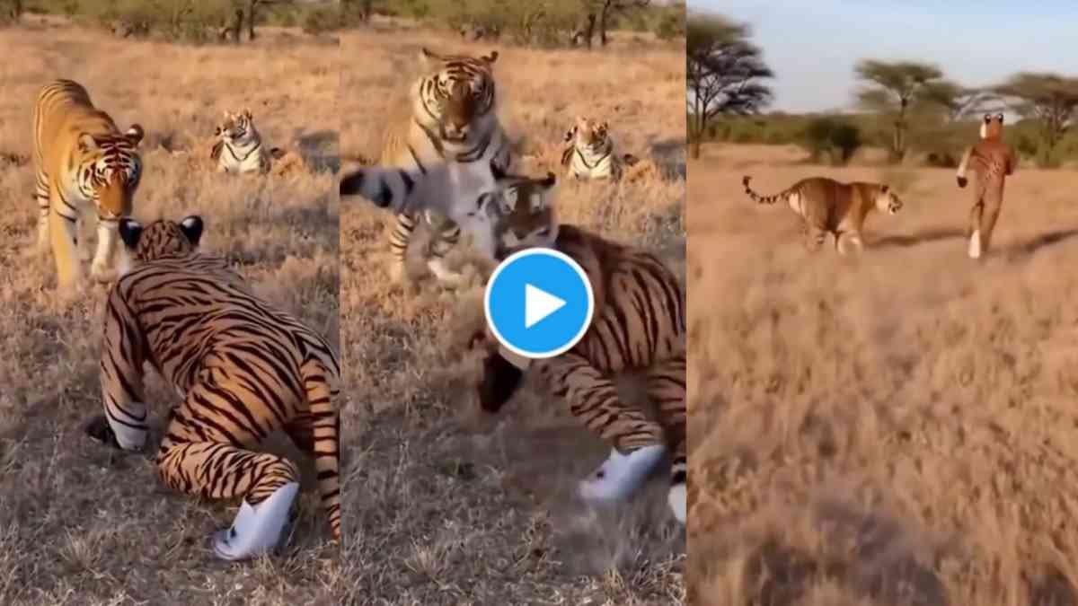 Fake Tiger and Real Tiger Viral Video