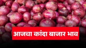 Onion Market Price 12 February 2026